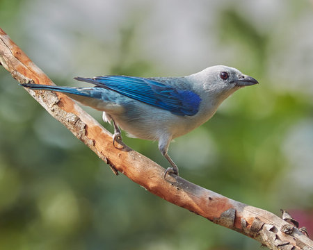 Blue bird perched on a guava tree