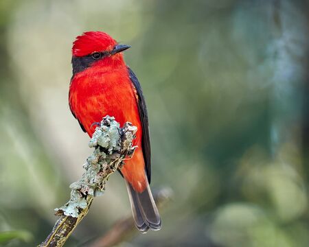 Tiny red bird perched on a branchの写真素材