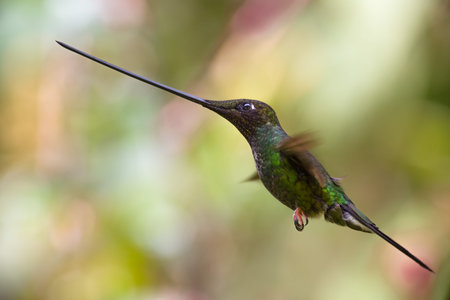 The flight of the sword-beaked hummingbird