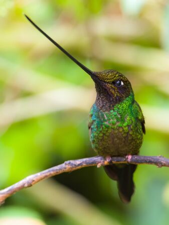 Sword billed hummingbird resting on its perchの写真素材