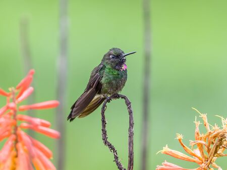 Green hummingbird resting on a branchの写真素材