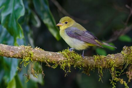 Migratory yellow bird resting on a tree branchの写真素材