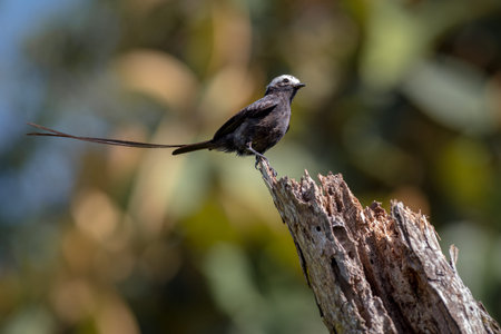 Long-tailed bird perched on a log with its tail extended