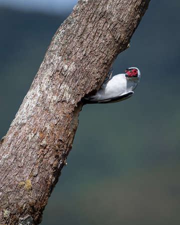 Masked tityra perched at the exit of the nest with a curious poseの写真素材