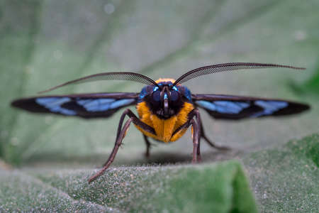 Frontal look of a colorful moth perched on a leafの写真素材