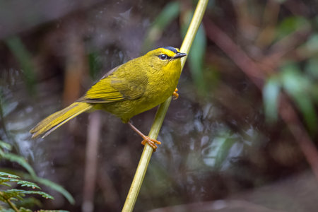 Little yellow warbler perched on a branchの写真素材
