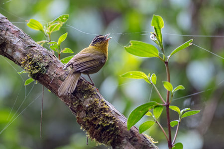 Bird singing from a tree branch in the foggy forestの写真素材