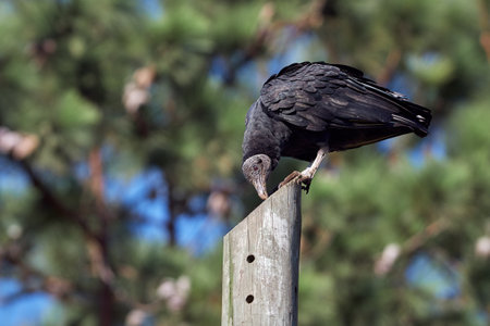 Black bird sunbathing on a power pole whit a tree backgroundの写真素材