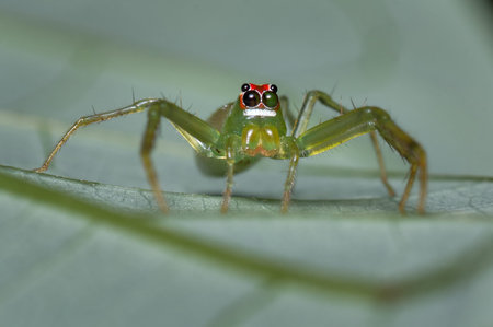 Spider on a leaf of a tree looking for foodの写真素材
