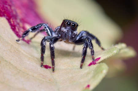 Jumping spider looks curiously at the cameraの写真素材