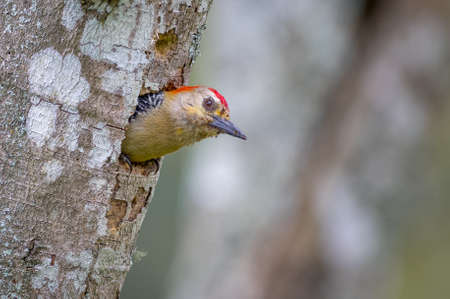 Woodpecker sticking head out of nestの写真素材