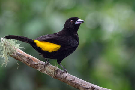 Black and yellow bird standing on a dried guava tree trunkの写真素材
