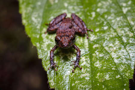 Frog on a leaf looking straight ahead sの写真素材