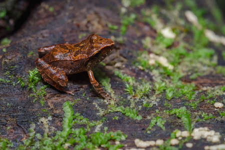 Frog perched on a wooden log with moss sの写真素材
