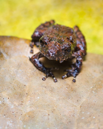 Frog looking straight ahead on a dry leaf and a yellow background s