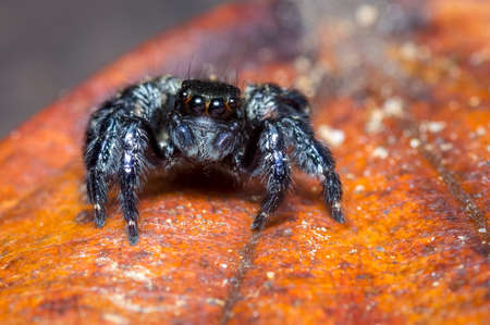 Black spider perched on a red leaf sの写真素材