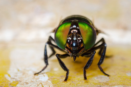 Green-eyed fly looking straight aheadの写真素材