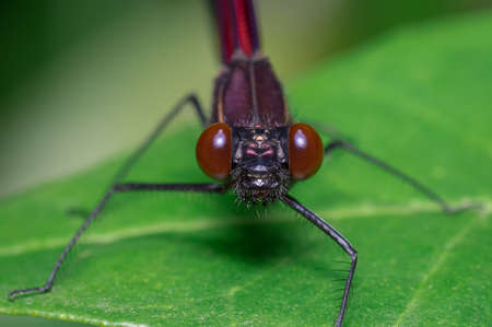 Front portrait of a dragonfly staringの写真素材