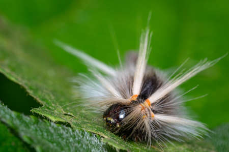 Caterpillar feeding on a leafの写真素材