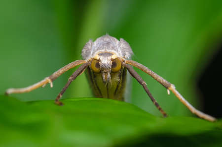 Moth hidden between the leaves of a plantの写真素材