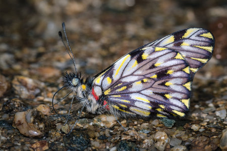 Beautiful butterfly on wet sand 0