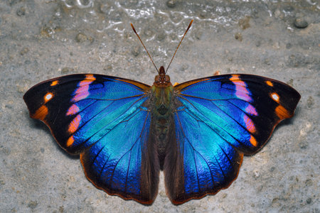 Colorful butterfly posed on the ground feeding
