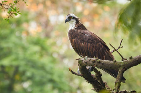 Fishing eagle resting peacefully on a treeの写真素材