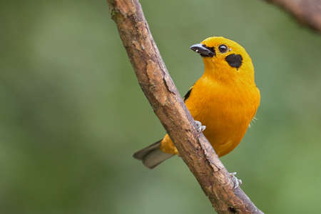 Yellow tanager resting on a tree branchの写真素材