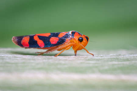 Small red insect perched on a green leafの写真素材