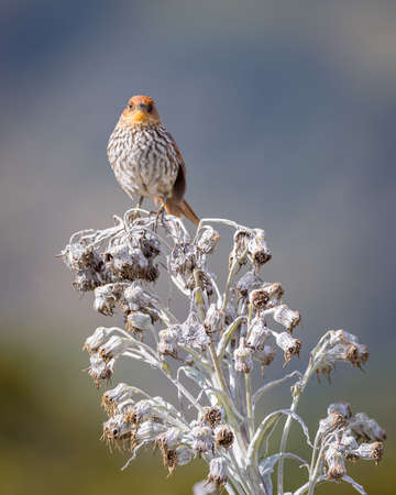 Beautiful bird with ribbed chest perched on a white paramo plantの写真素材