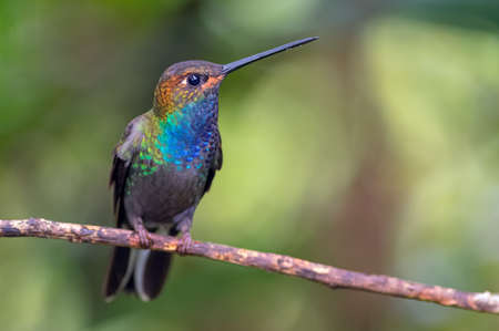 Near endemic hummingbird from Colombia and Ecuador perched on a thin branchの写真素材
