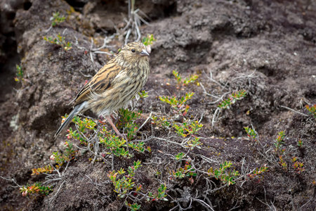 Seedeater bird perched on a rock