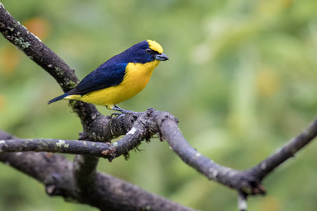 Small blue and yellow bird perched on a dry branch