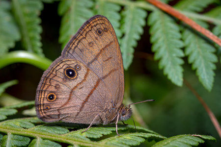 Butterfly perched on the fern quietlyの写真素材