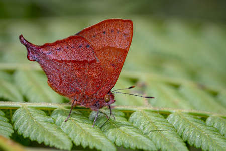 Butterfly with the phalanx out looking for food among the fernの写真素材