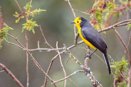 Golden-fronted Whitestart (myioborus ornatus) resting on some branches at the top of a treeの写真素材