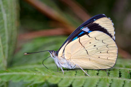 Beautiful butterfly perched on the fern quietlyの写真素材