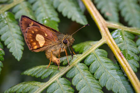 Butterfly resting on the fern while taking some rays of the sunの写真素材
