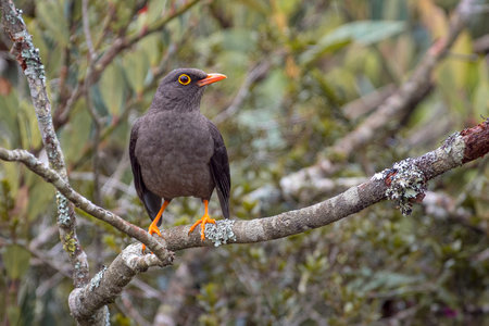 Great thrush (Turdus fuscater) perched calmly on a tree branch while looking to the rightの写真素材