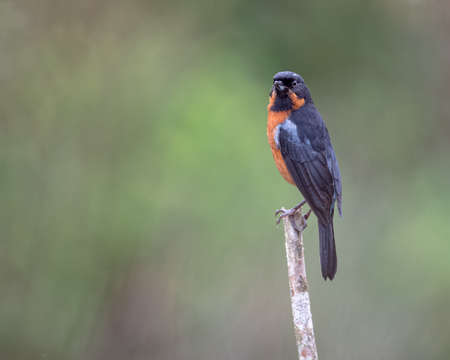 Black-throated Flowerpiercer (Diglossa brunneiventris) perched upright on a vertical poleの写真素材