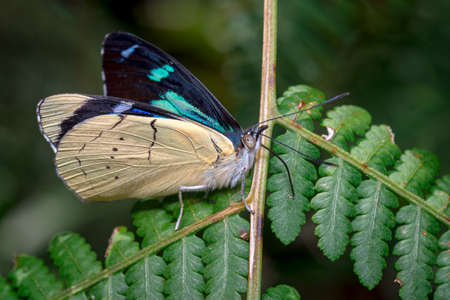 Beautiful butterfly searching with its phalanx for food on a fernの写真素材
