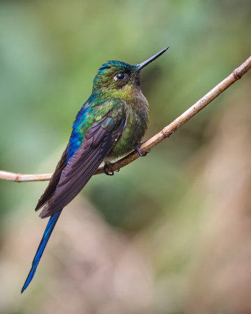 Violet-tailed Sylph (Aglaiocercus coelestis) perched on a small branch in the biogeographic chocoの写真素材