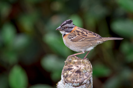 Rufous-collared Sparrow (Zonotrichia capensis) perched on top of a stake in the fieldの写真素材