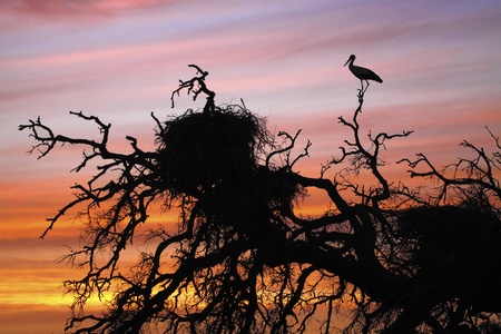 Stork at sunsetの写真素材