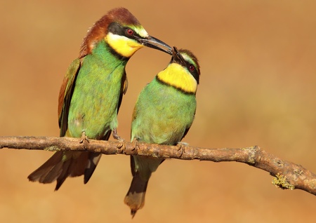 bee-eater fattening with blurred backgroundの写真素材