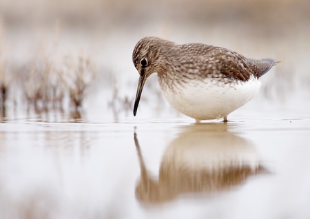 Bastardo sandpiper an overcast morning in their midstの写真素材