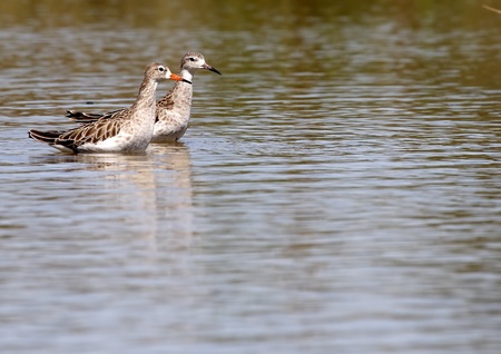 Redshank couple at dawn inside the lagoonの写真素材