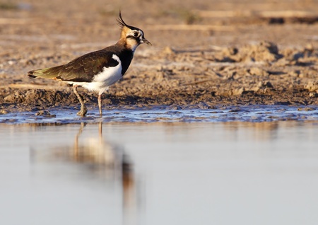 Lapwing profile at the edge of a pond suspiciousの写真素材