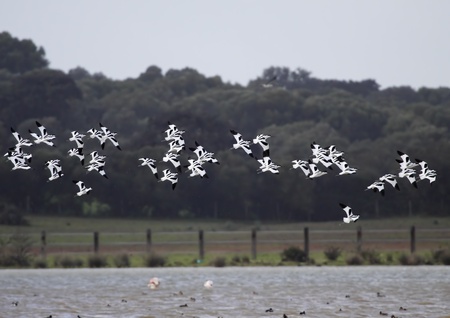 avocets in group flightの写真素材