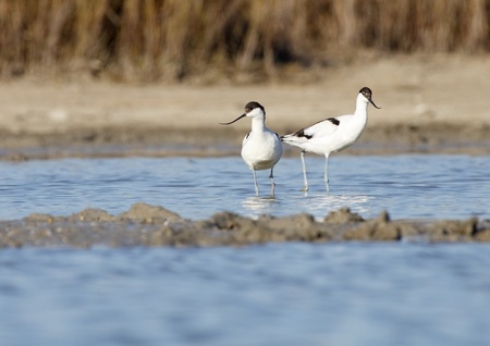 pair of avocets in the pond entrustedの写真素材